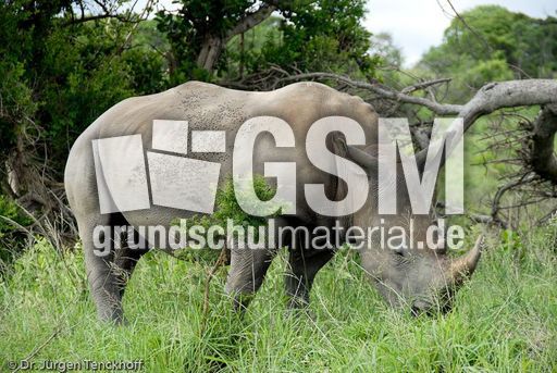 Breitmaulnashorn (19 von 28).jpg